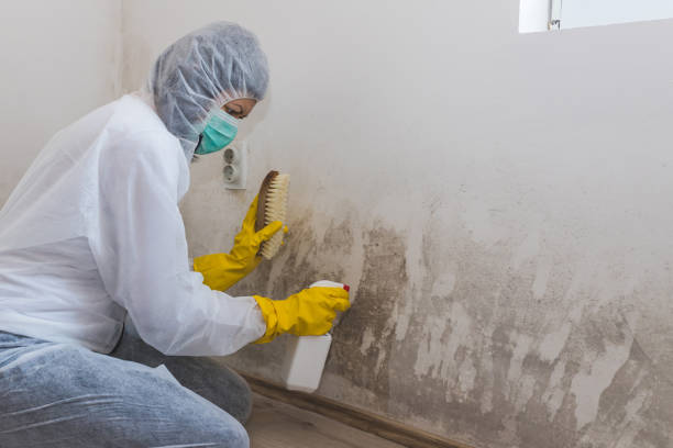 Biohazard Mold Removal in Loxahatchee Groves, FL
