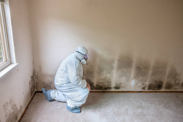 Best Mold Damage Restoration  in Loxahatchee Groves, FL