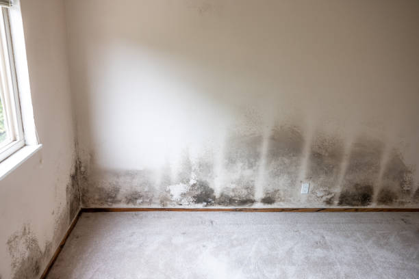 Best Mold Odor Removal Services  in Loxahatchee Groves, FL