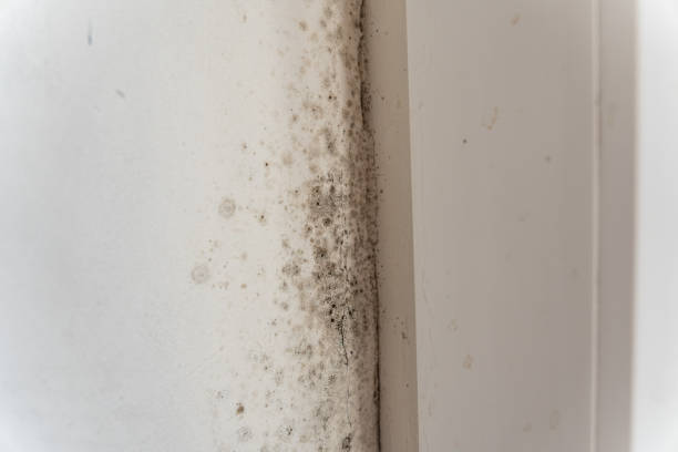 Best Black Mold Removal  in Loxahatchee Groves, FL