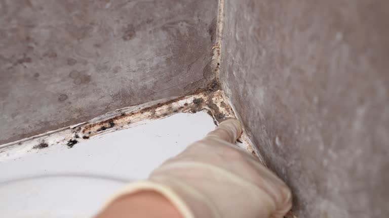 Best Asbestos and Lead Testing During Mold Inspection  in Loxahatchee Groves, FL