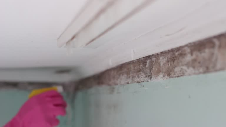Best Mold Removal for HVAC Installations  in Loxahatchee Groves, FL